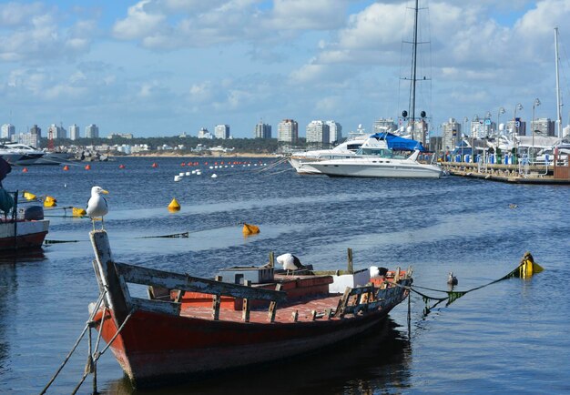 Photo fishing boat on the coast of punta del este wooden fishing boat with a seagull perched on the bow