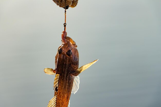 釣り竿のフックで釣る牛の魚