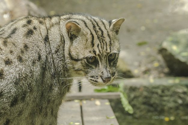 Fishing cat is looking at something that is interesting.