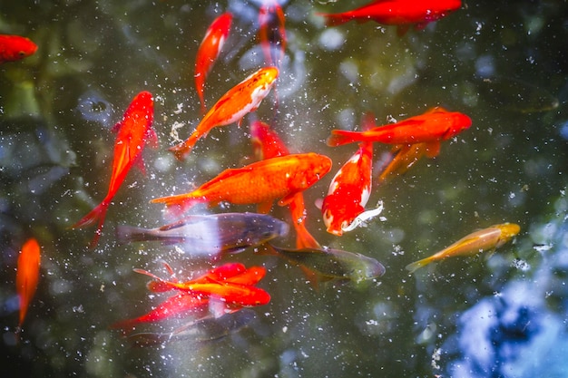 fishing, group of orange carp in water