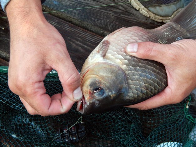 湖や川の魚の釣り