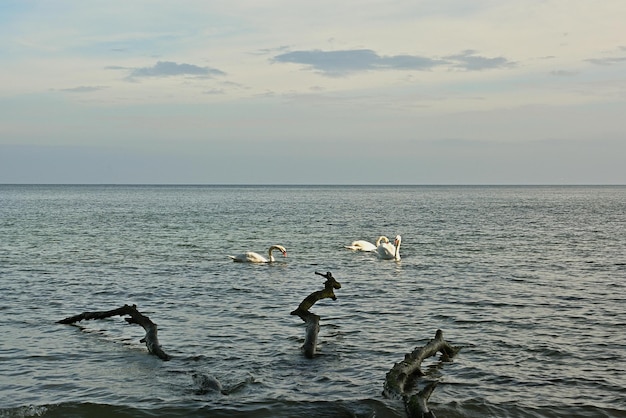 海での釣り