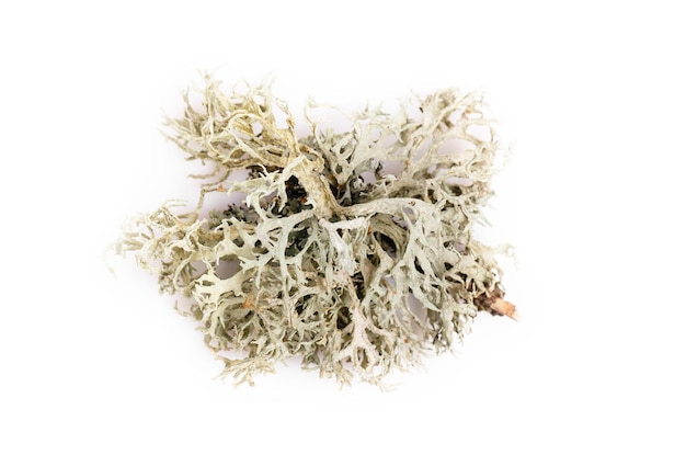 Fishnet lichen cladonia boryi lichen on white background