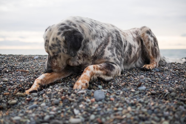 A fit and healthy dog resting on a beach