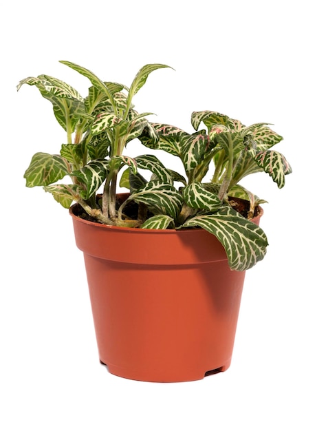 Fittonia bush in a pot on a white background