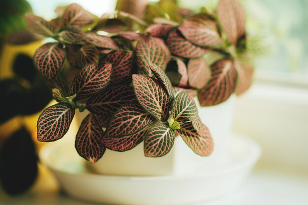 Foto fittonia con foglie verde brillante e vene rosa o bianche piante d'appartamento da vicino su un davanzale della finestra