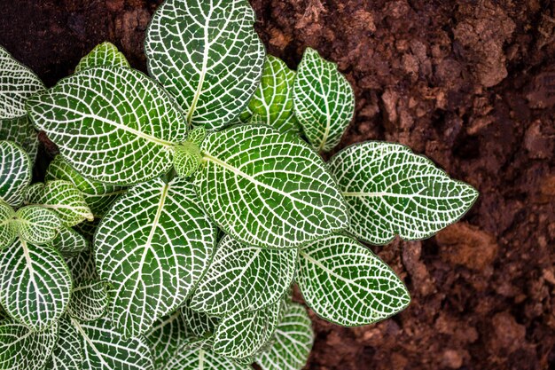 Fittonia witte anne bladtextuur tropische kamerplant bovenaanzicht planten