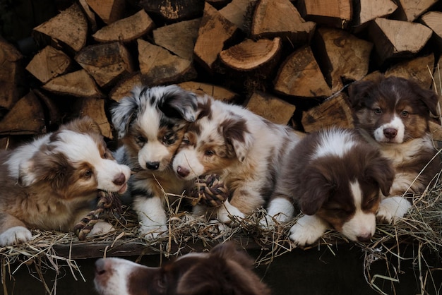 Five aussie puppies red and blue merle and tricolor are best friends and littermates