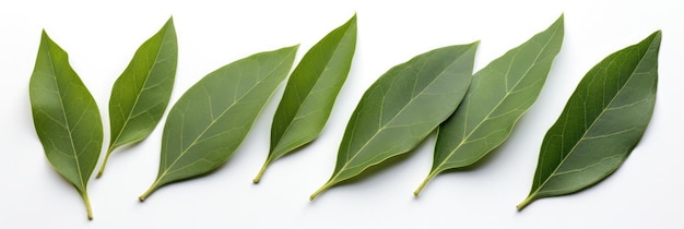 Five Bay Leaves On A White Background