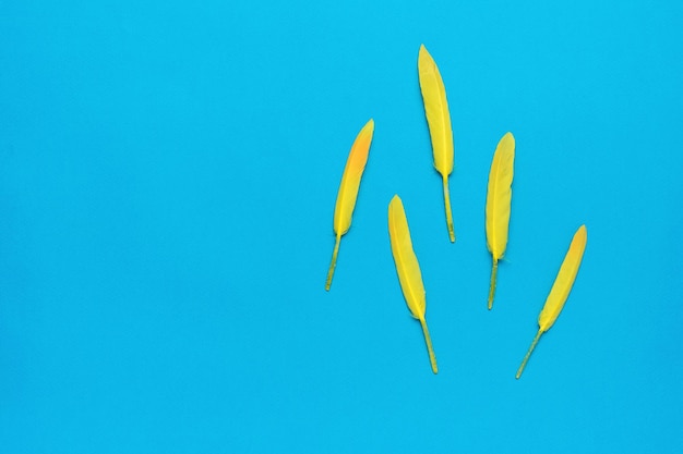 Five bright yellow bird feathers on a blue background Minimal concept