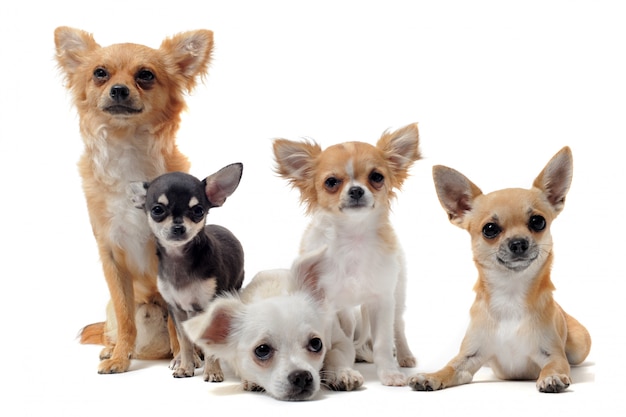 Five chihuahuas