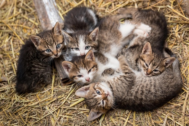 干し草の上に一緒に横たわっている5匹のかわいい子猫