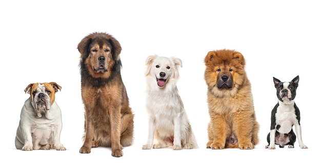 Пять собак разных пород сидят вместе в ряду и смотрят на камеру, изолированную на белом