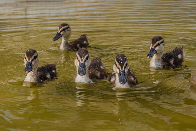 Photo five ducklings floating in the water