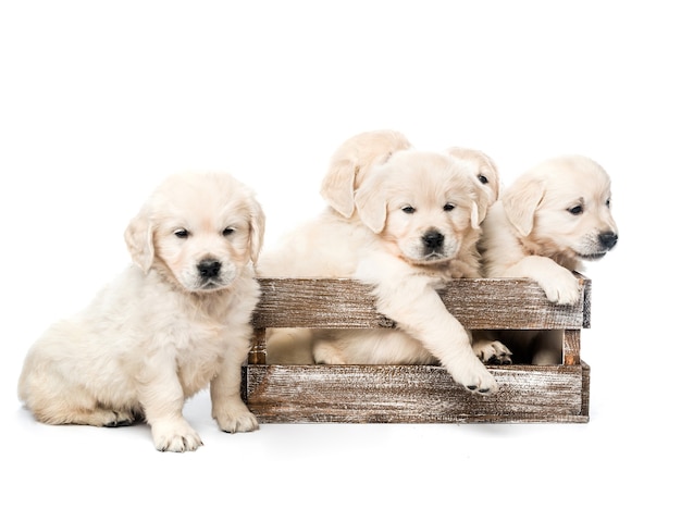 Five funny golden retriever puppies in wooden box basket together isolated on white