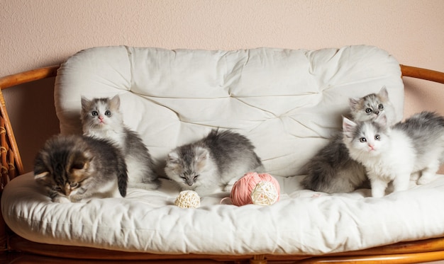 ピンクの毛糸のボールと白いクッションの上の5匹の灰色の子猫