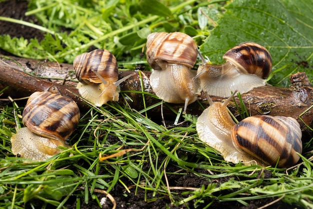 5 つの大きなブドウ ガーデン カタツムリ Helix pomatia は森に住んでいます。