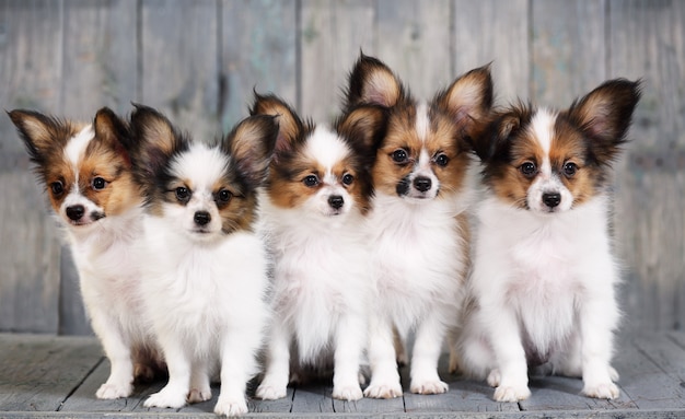 Five little puppy