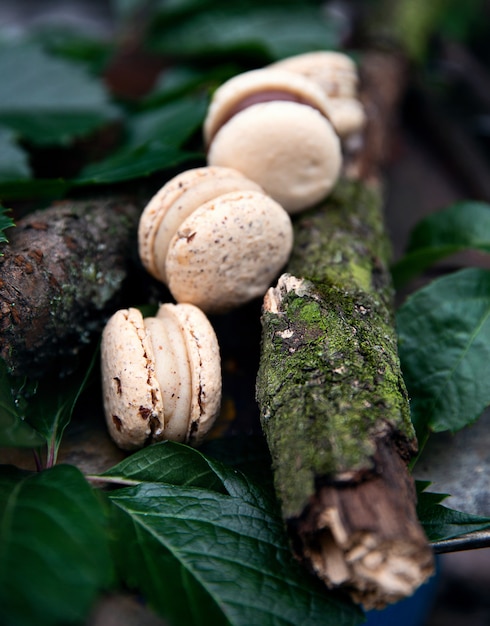 Photo five macaroons on the wooden branches among the green leaves