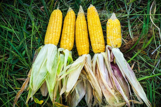 Five mature yellow cob of sweet corn on the field. Collect corn crop. Harvesting. Autumn activities.