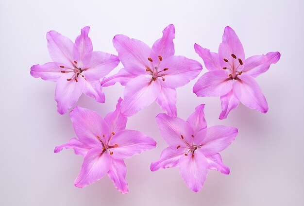 Five purple lilies on the white top view.