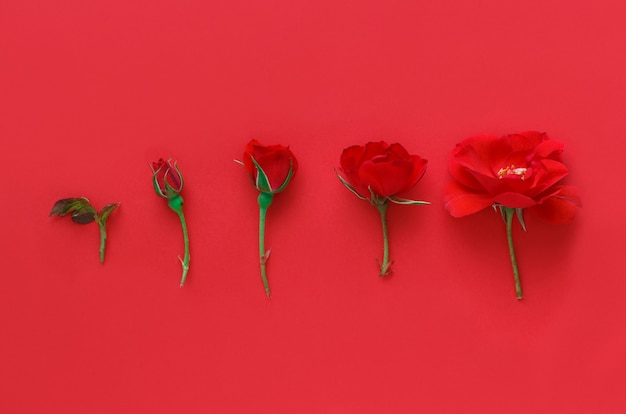 Cinque rose rosse su una vista superiore rossa