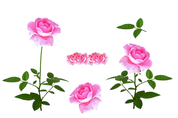 Five red roses on a white background floral background