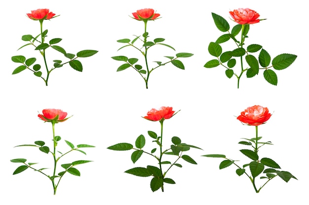 白い背景の花の背景に5つの赤いバラ
