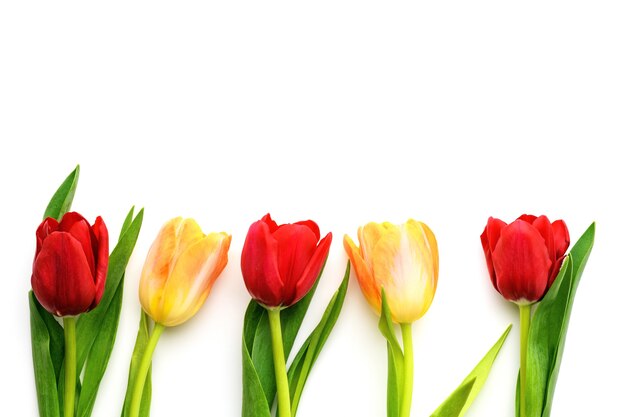 Five red and yellow tulips isolated on white background, copy space. Spring and summer backdrop. Mother's day, Easter and seasonal holiday