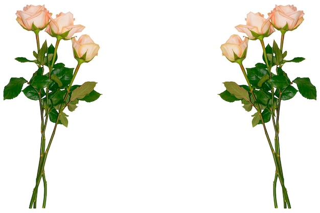 Five roses on a white background floral background