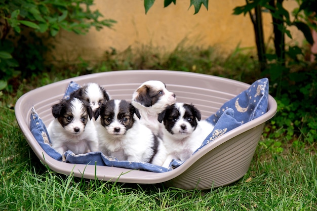 Five small puppies of papillon breed in a basket in the garden