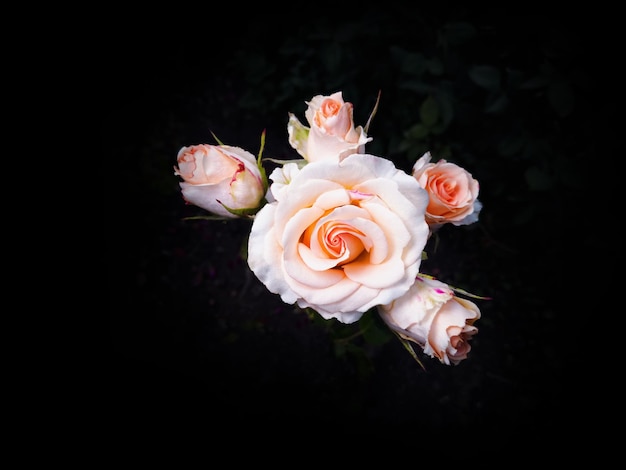 Five soft pink roses on a black background studio light