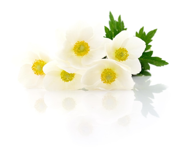 Five white flowers on a white background