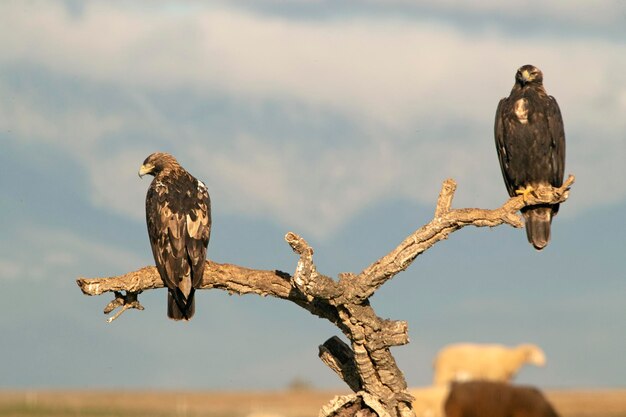 Five year old male and adult female Spanish imperial eagle in their favorite watchtower with sheep