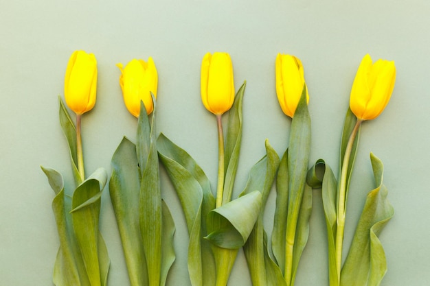 Five yellow tulips on a light green background are exactly in a row