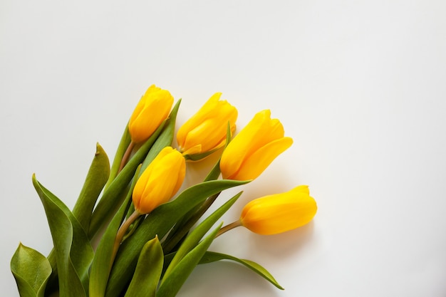 Five yellow tulips on white background