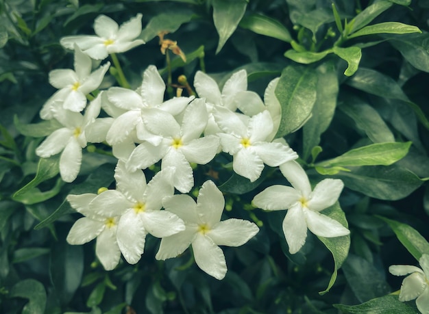 다섯 개의 꽃잎을 가진 흰색 재스민 꽃이 피고 있습니다.