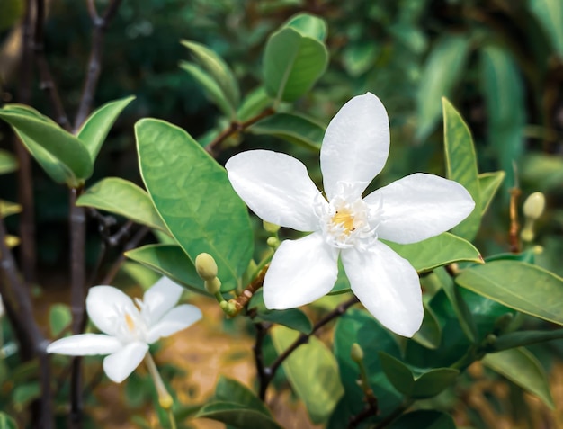 5枚の花びらの白いジャスミンの花が咲いています白い色小さな5枚の花びらと黄色の花粉