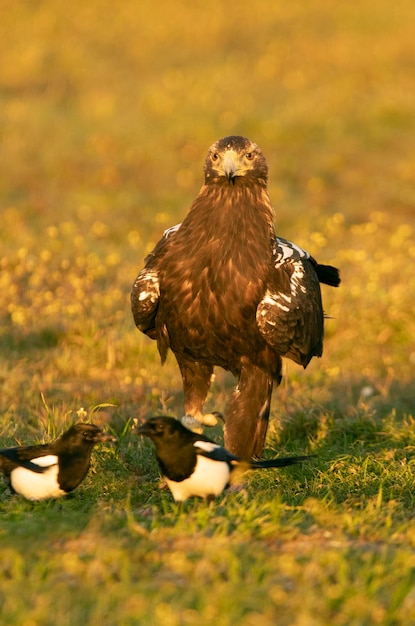 Fiveyearold male Spanish Imperial Eagle at first light in a Mediterranean forest