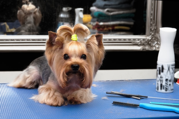 ゴムバンドの付いた固定毛は犬の目には入りません。テーブルの上には犬、スプレーボトル、はさみ、くしがあります