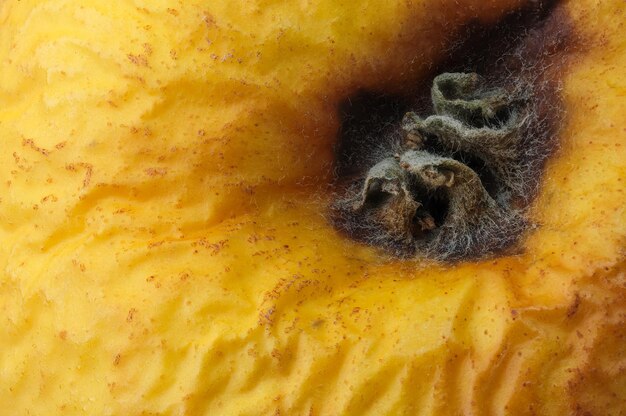 Flabby yellow shriveled apple vegetarian food close-up macro photography