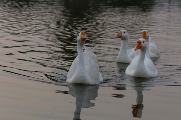 Foto flack di cigno oca oche comuni uccelli che galleggiano sull'acqua