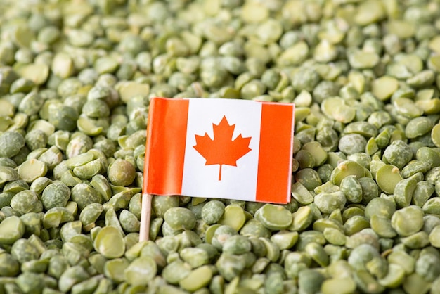 Flag of Canada in green pea Concept of origin of pea grain agribusiness in Canada