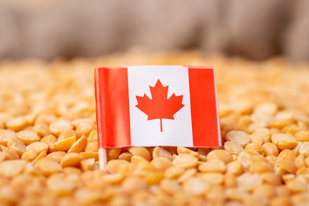 Flag of Canada on yellow pea