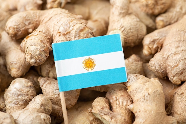 Flag of Indonesia on ginger Growing ginger agriculture concept Trade of Indonesian ginger around the World