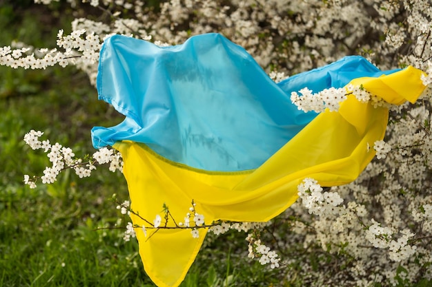 Flag of ukraine in a flowering tree in the garden in spring. ukrainian patriotic symbols, flag colors. independence and freedom concept