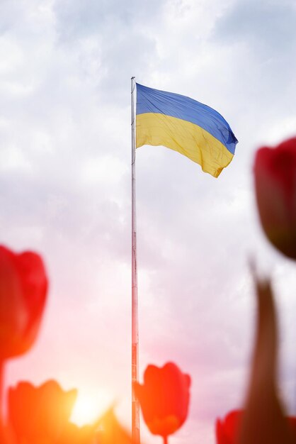 Flag of Ukraine on a high flagpole isolated against a blue sky and red tulips in the foreground