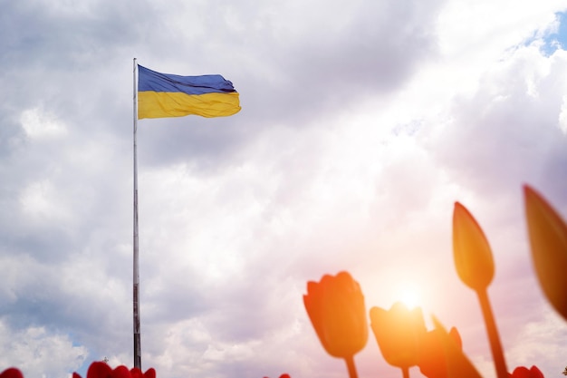 Flag of Ukraine on a high flagpole isolated against a blue sky and red tulips in the foreground