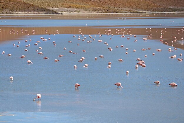 Photo flamboyance of pink flamingos grazing at laguna hedionda saline lake in bolivian altiplano bolivia