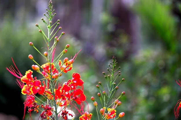 公園に鮮やかなオレンジ色の花が咲く華やかで炎の木のホウオウボク